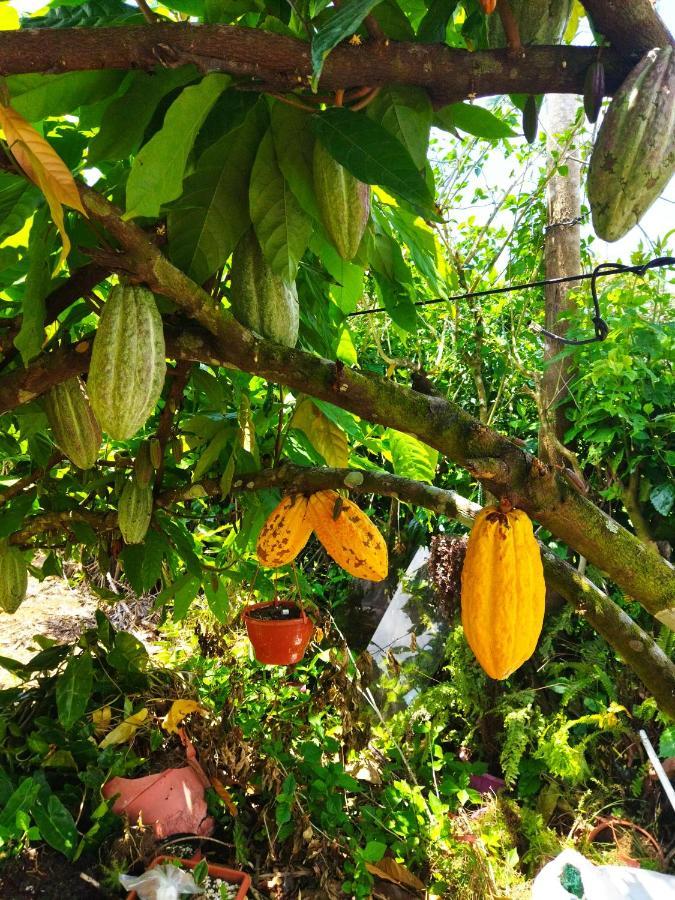 Bijagua Paradise Rio Celeste エクステリア 写真